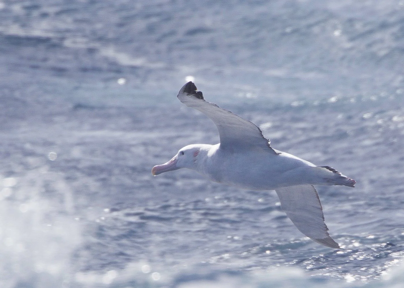 Southern Royal Albatross