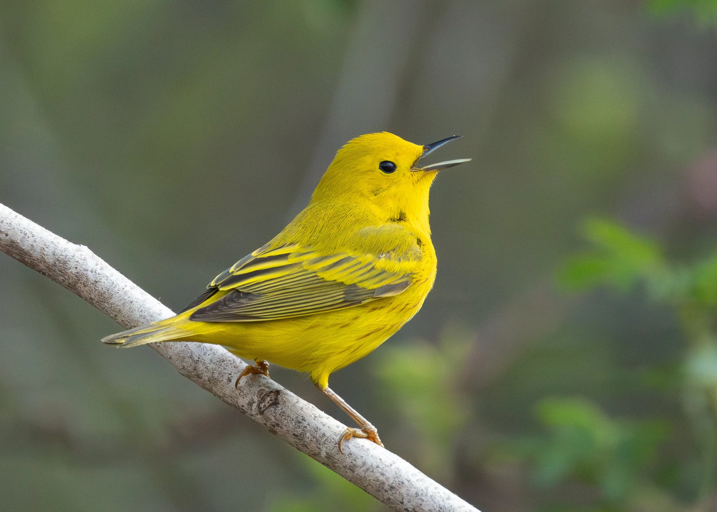 Northern Yellow Warbler