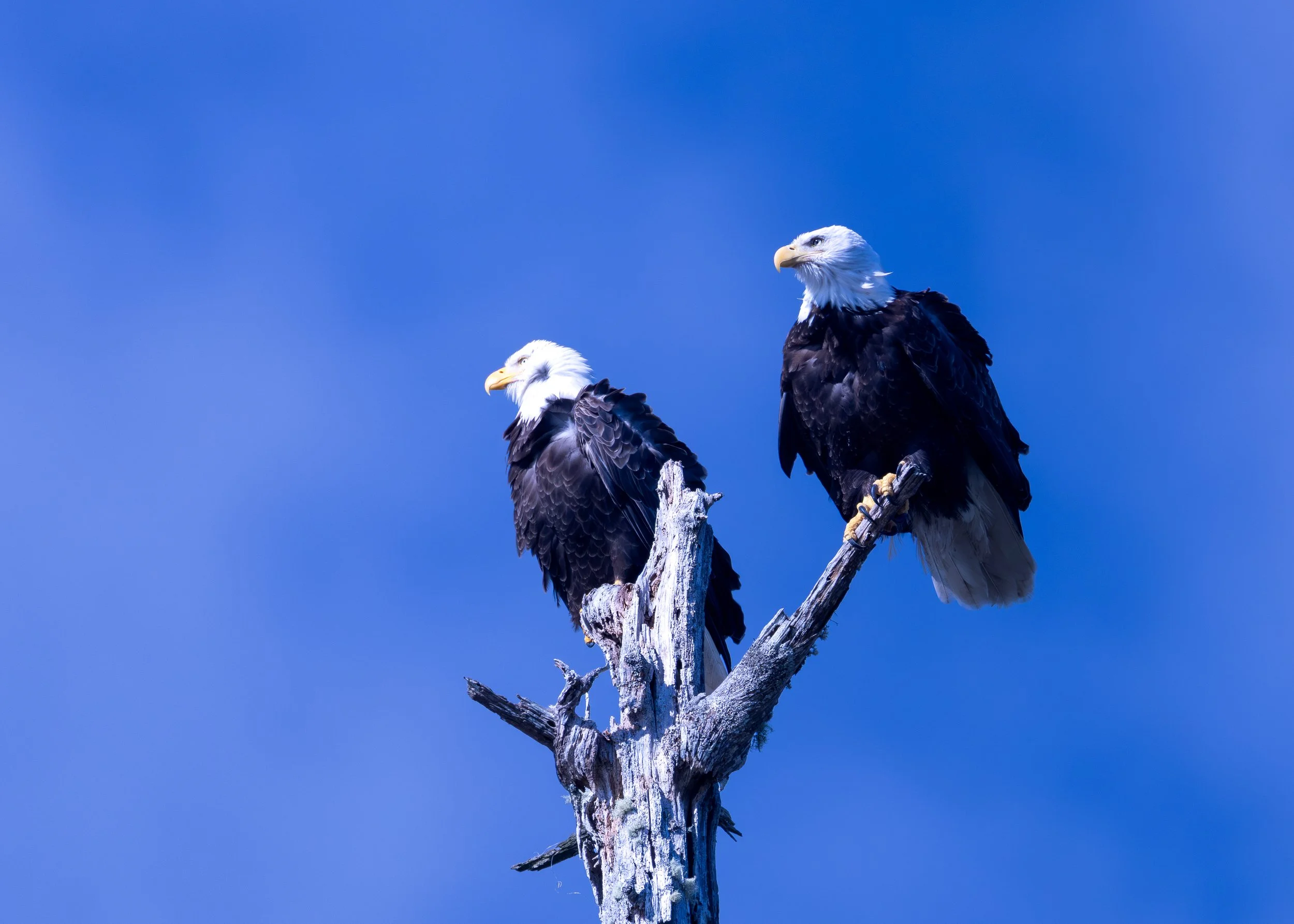 Bald Eagle