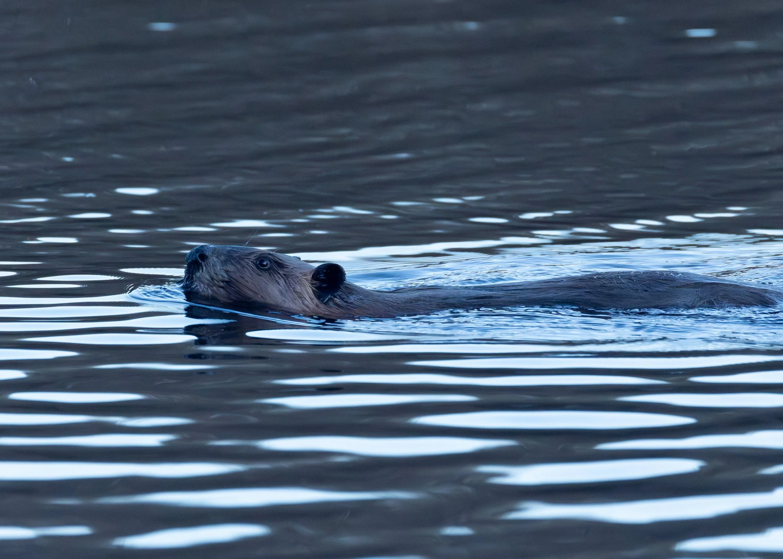 North American Beaver