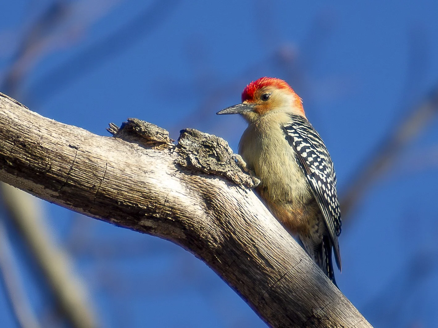 Red-bellied Woodpecker