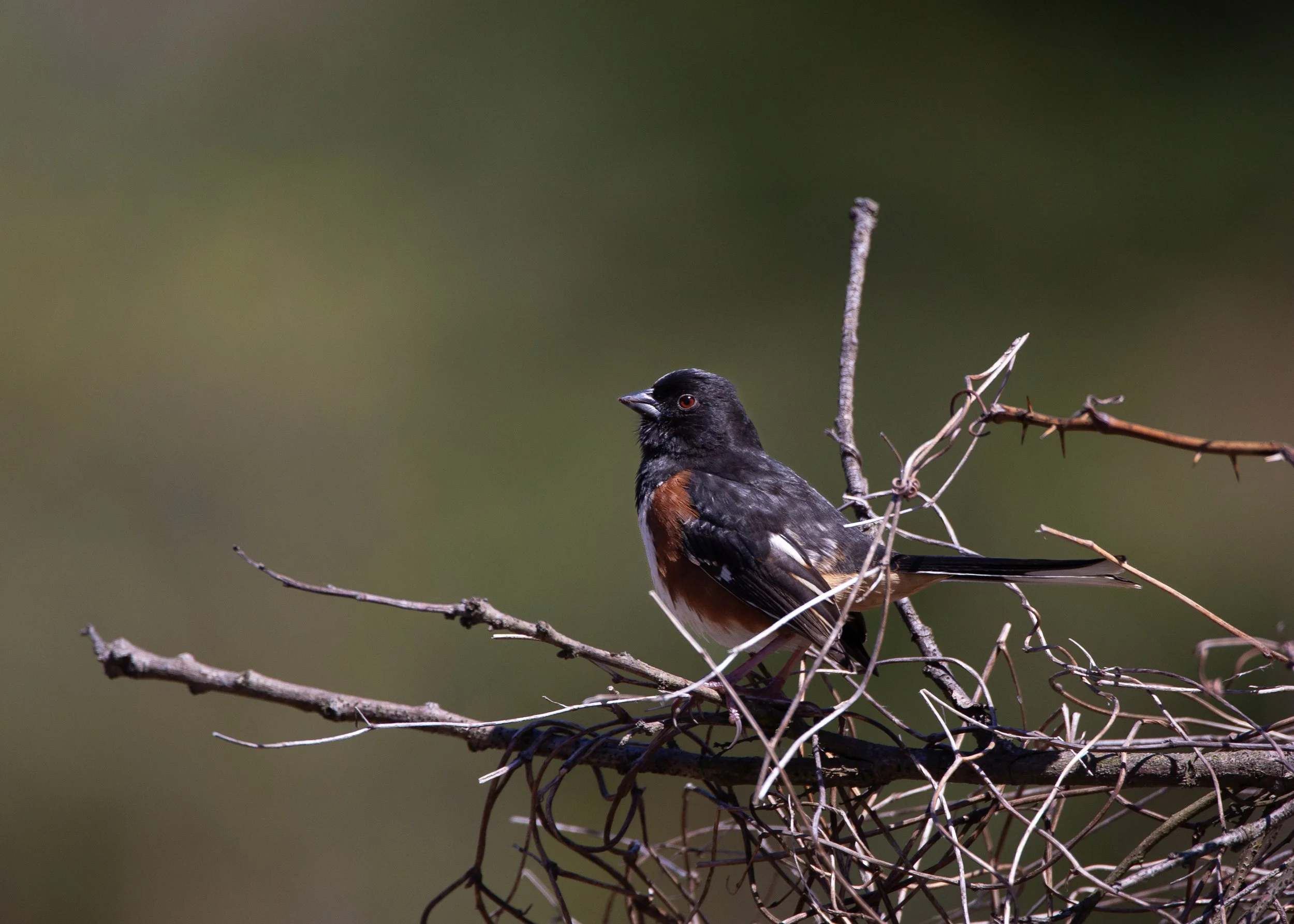 Eastern Towhee