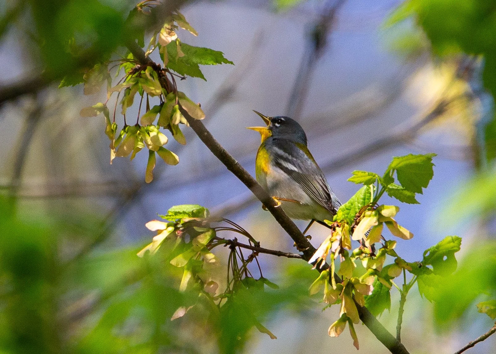 Northern Parula