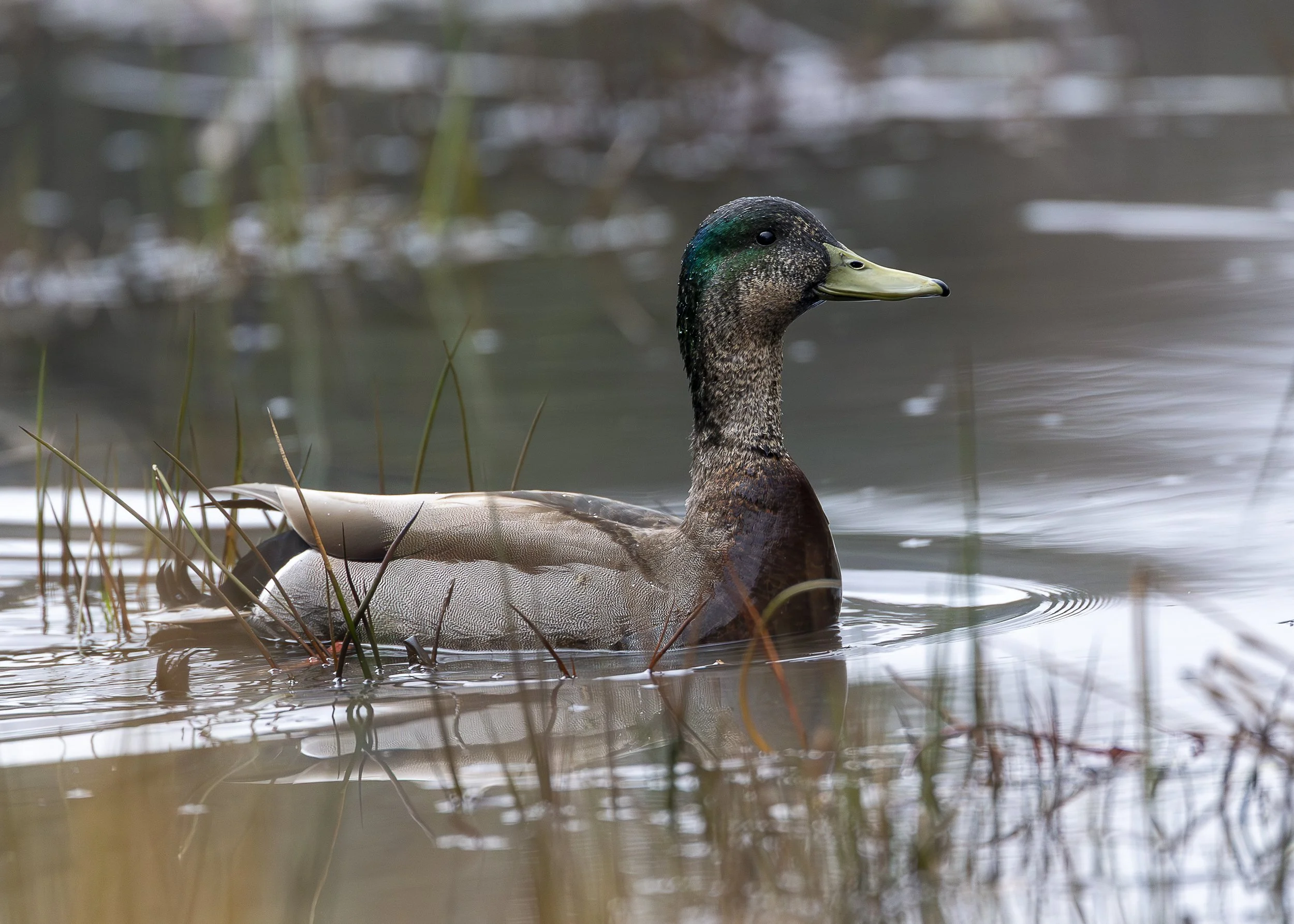 Mallard (female)