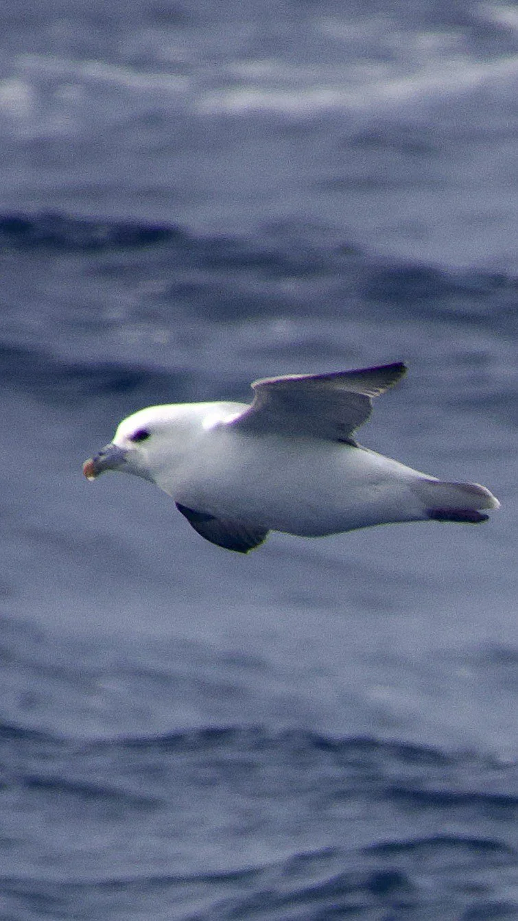 Northern Fulmar