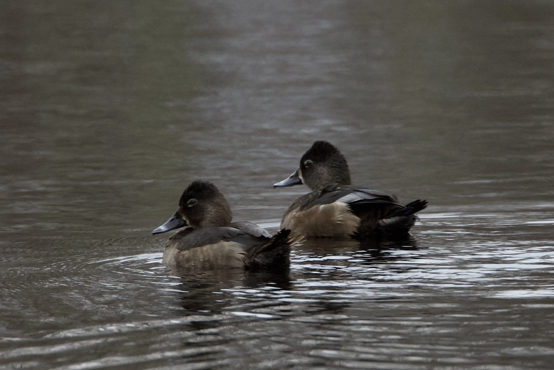 Ring-necked Duck