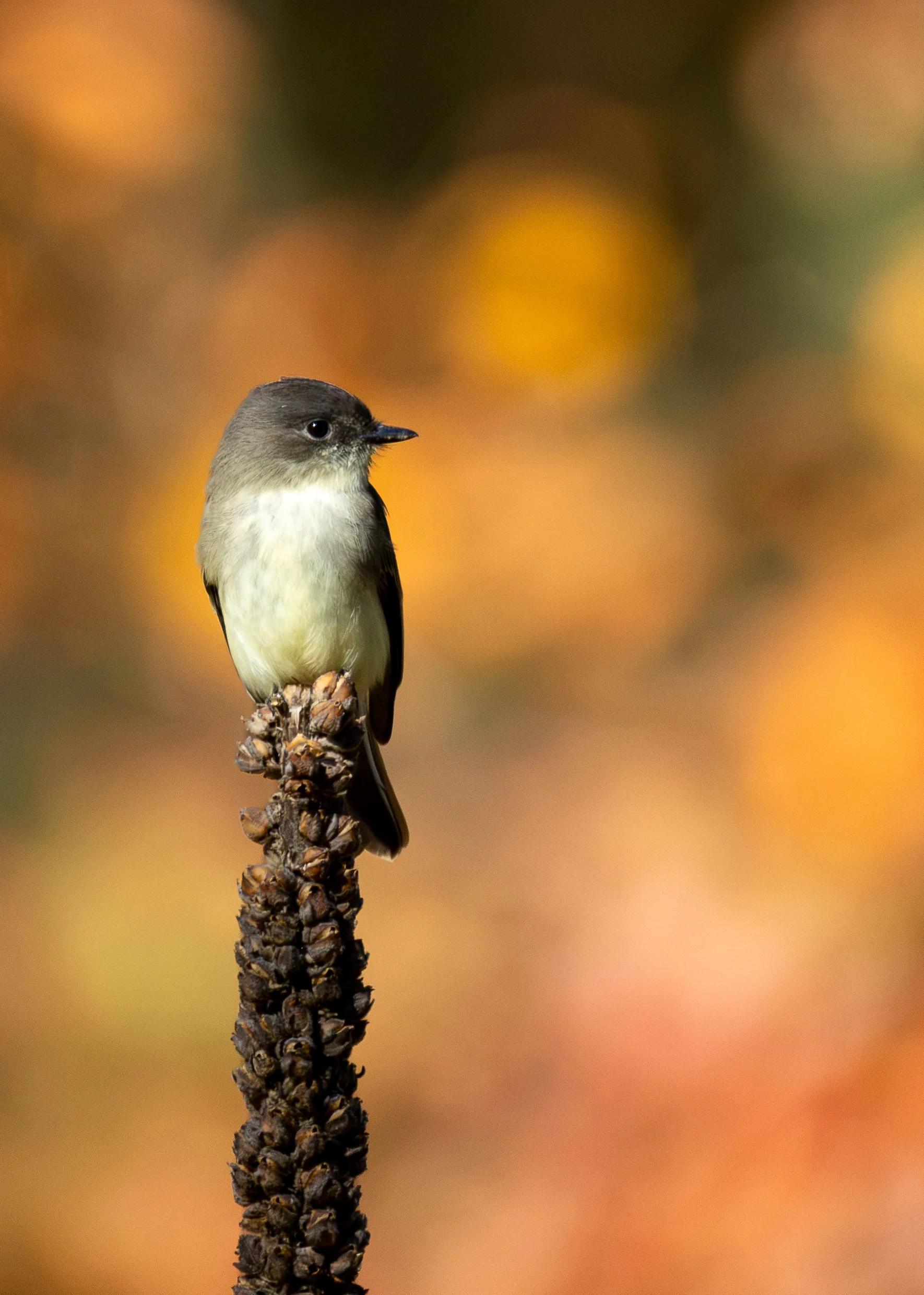 Eastern Phoebe