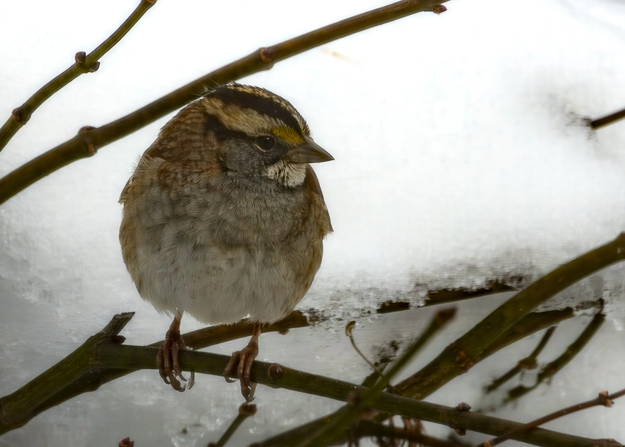 White-throated Sparrow