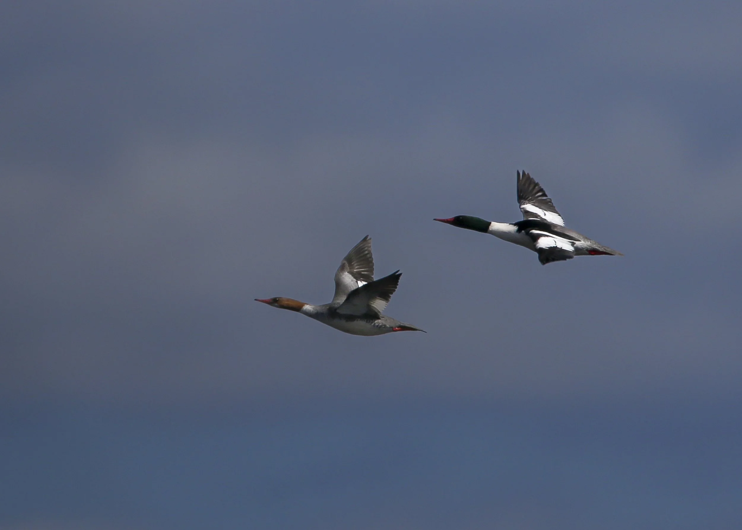 Common Merganser