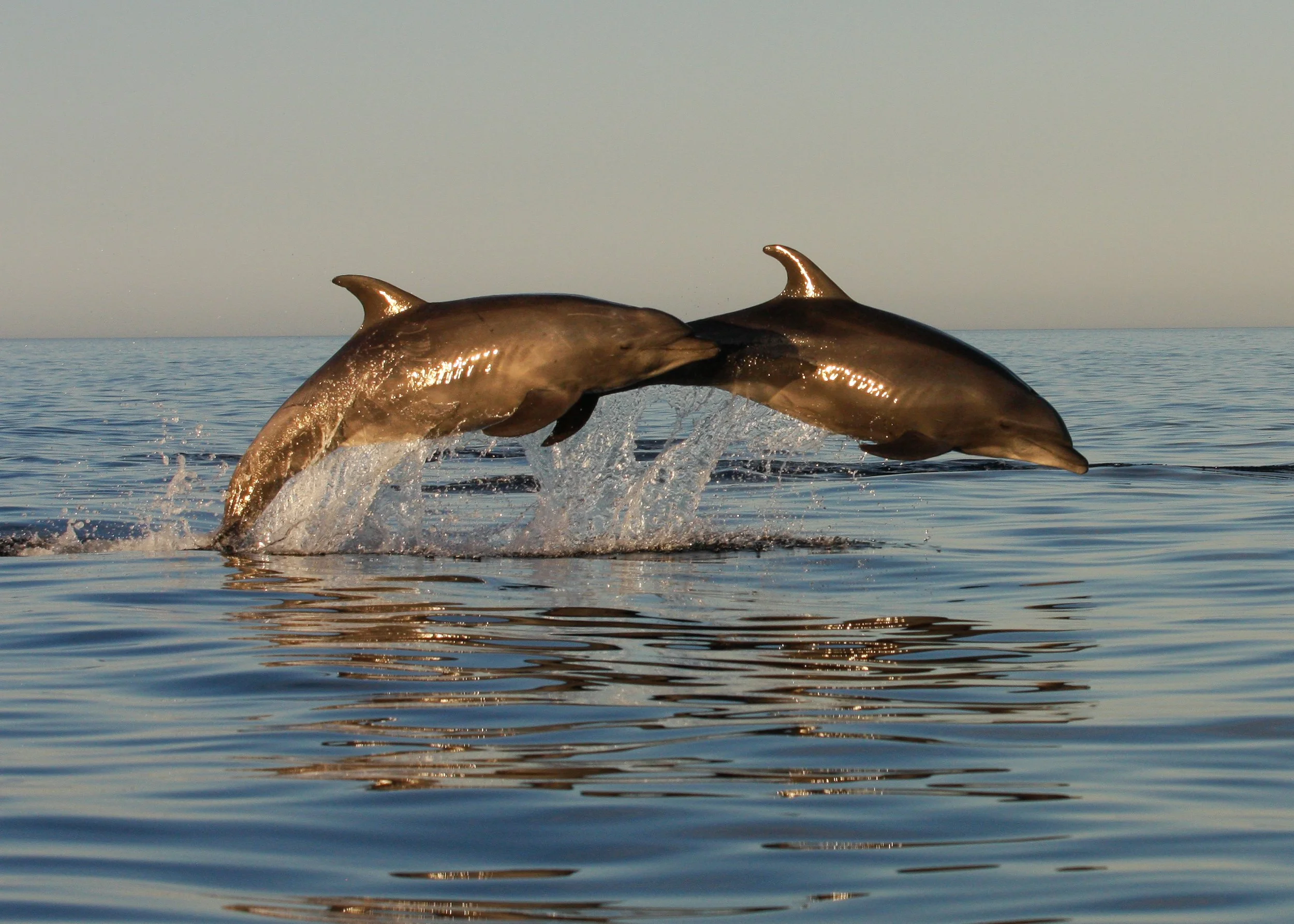 Bottlenose Dolphins