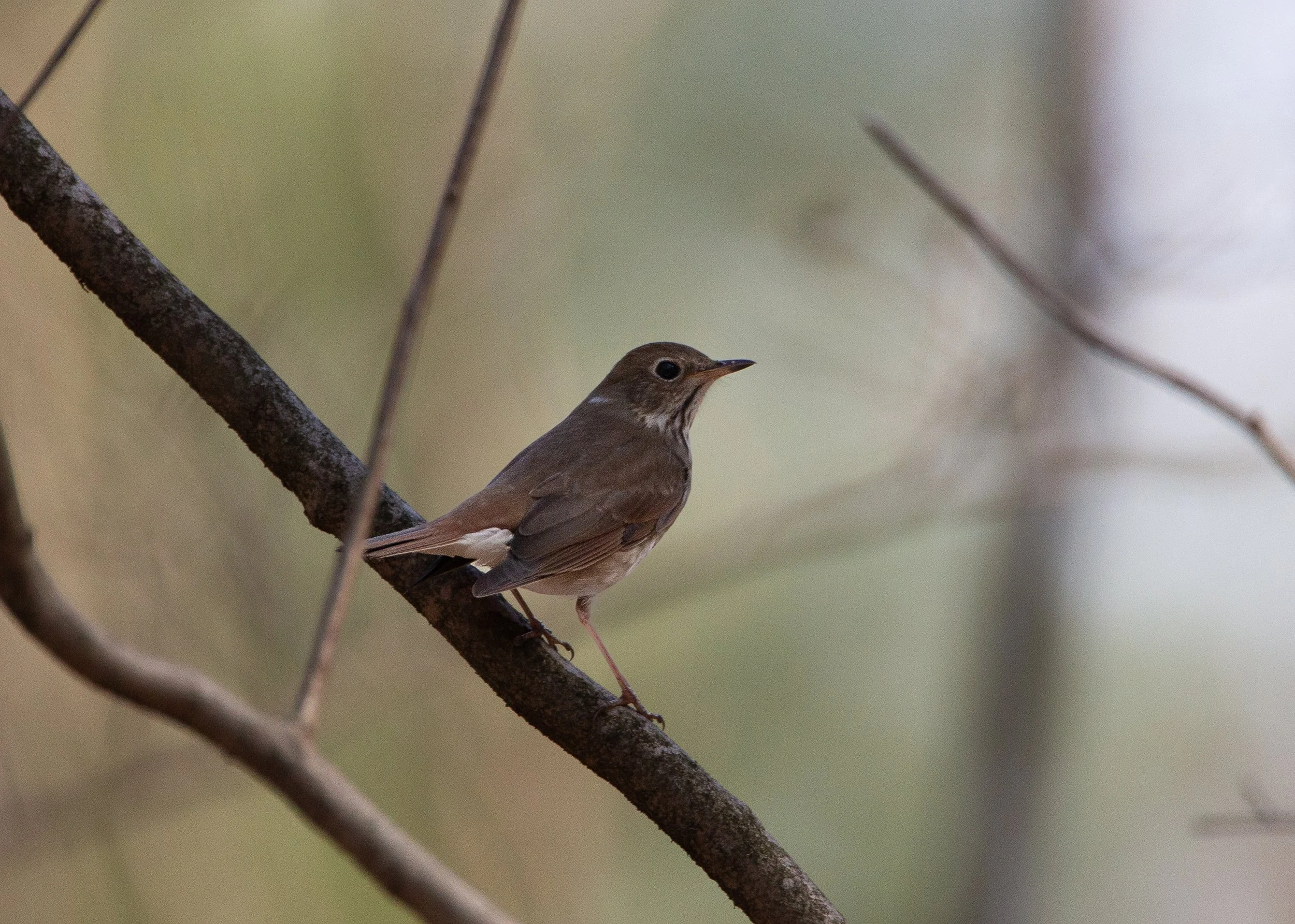 Hermit Thrush
