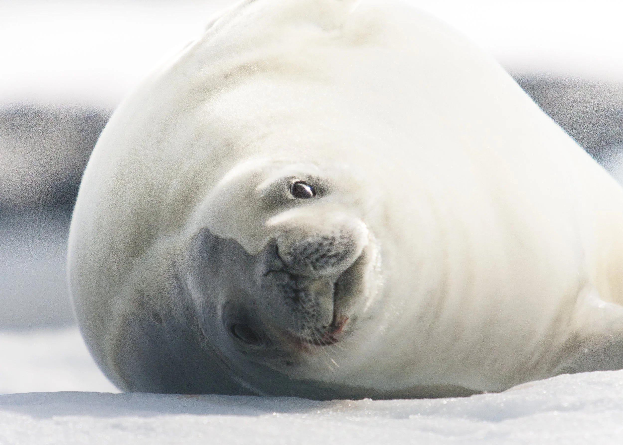 Crabeater Seal