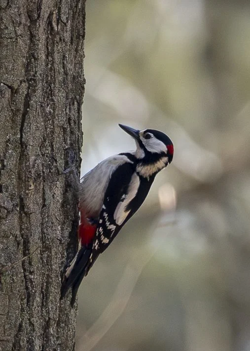 Great Spotted Woodpecker