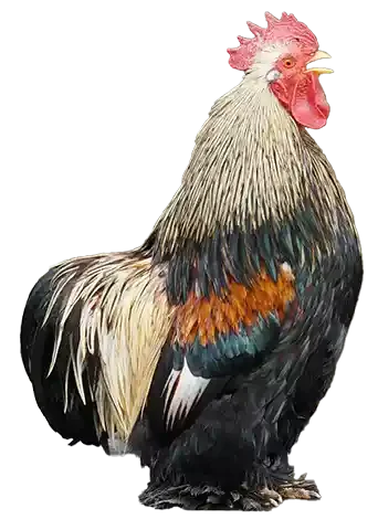 chicken