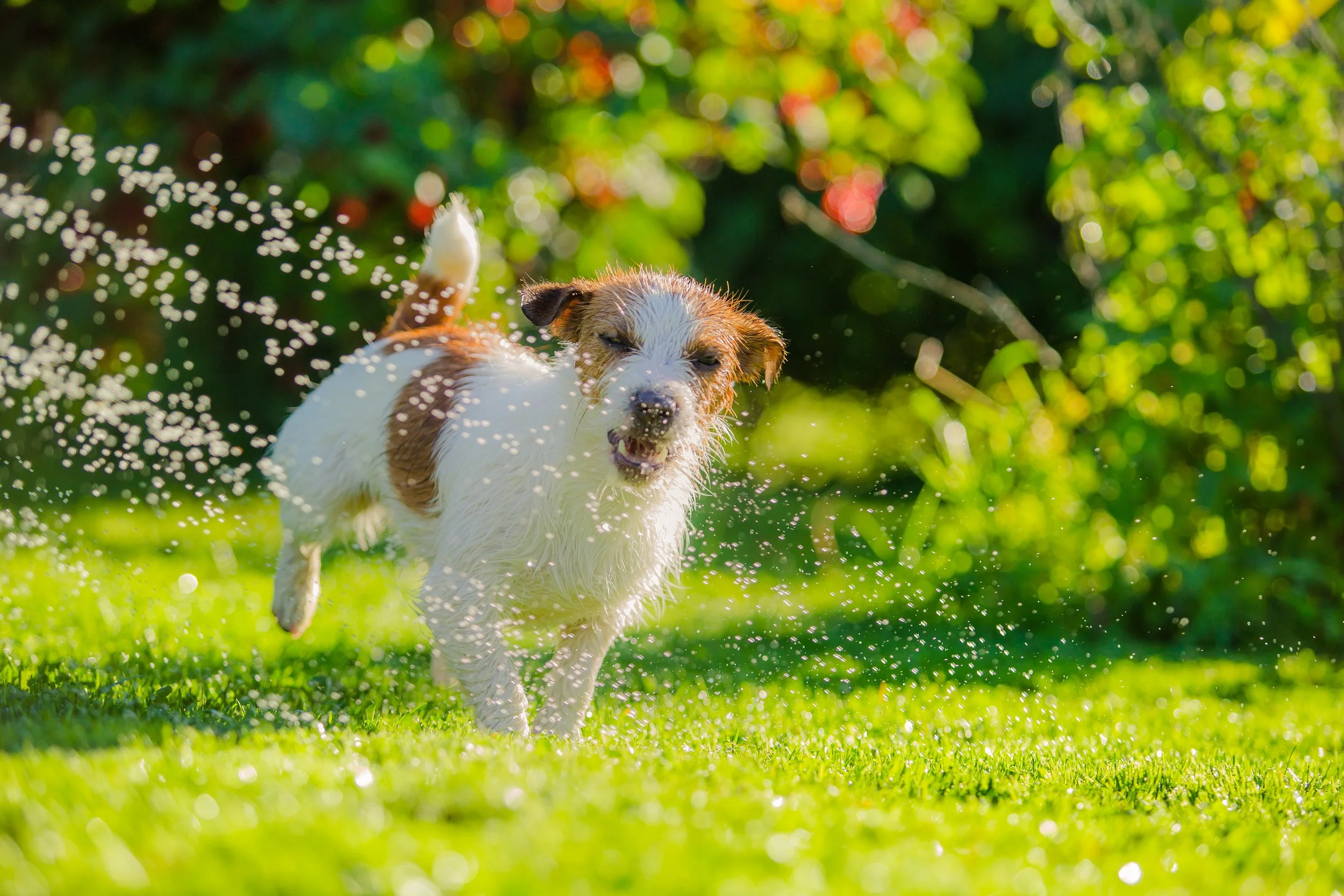 Lawn Aeration, Fertilization, Flea & Tick Yard Treatment Thompson's