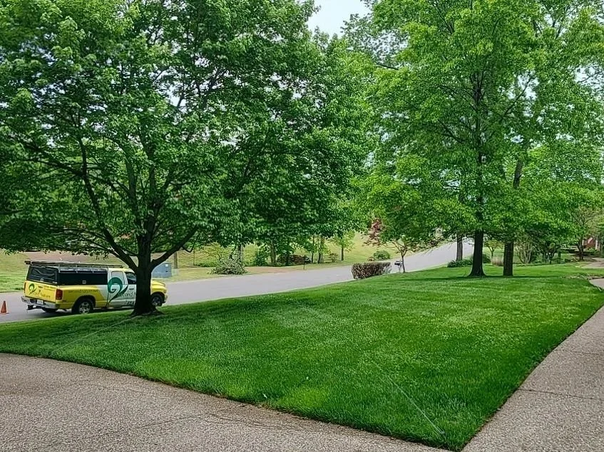 5 Reasons Homeowners Search for Tree Services Near Me in Mt Juliet, TN