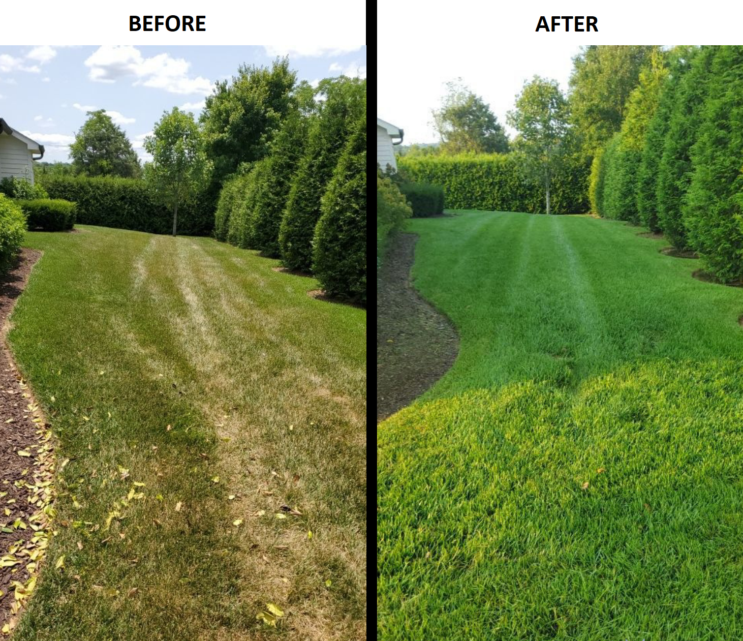 From Patchy to Consistent Growth: A Homeowner’s Guide to Lawn Care in Thompson’s Station, TN