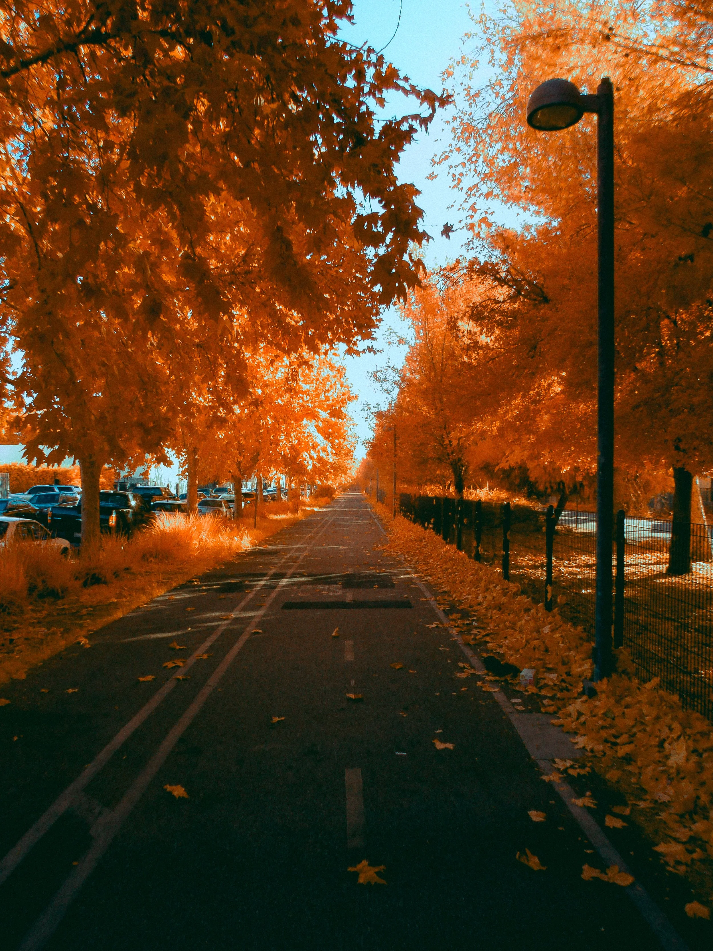 landscape48.jpg