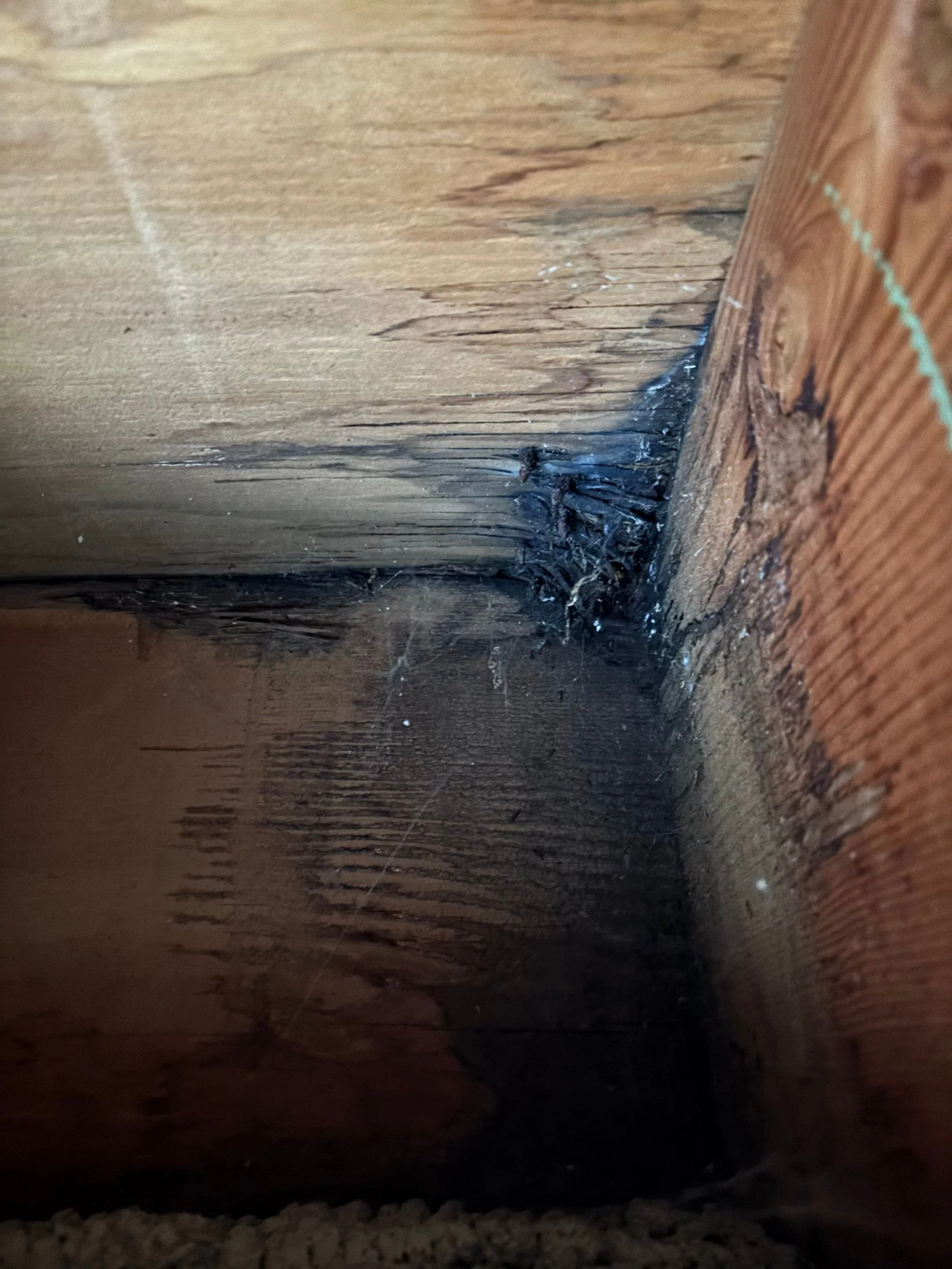 Black dry rot and water damage inside a balcony beam cavity in Sacramento