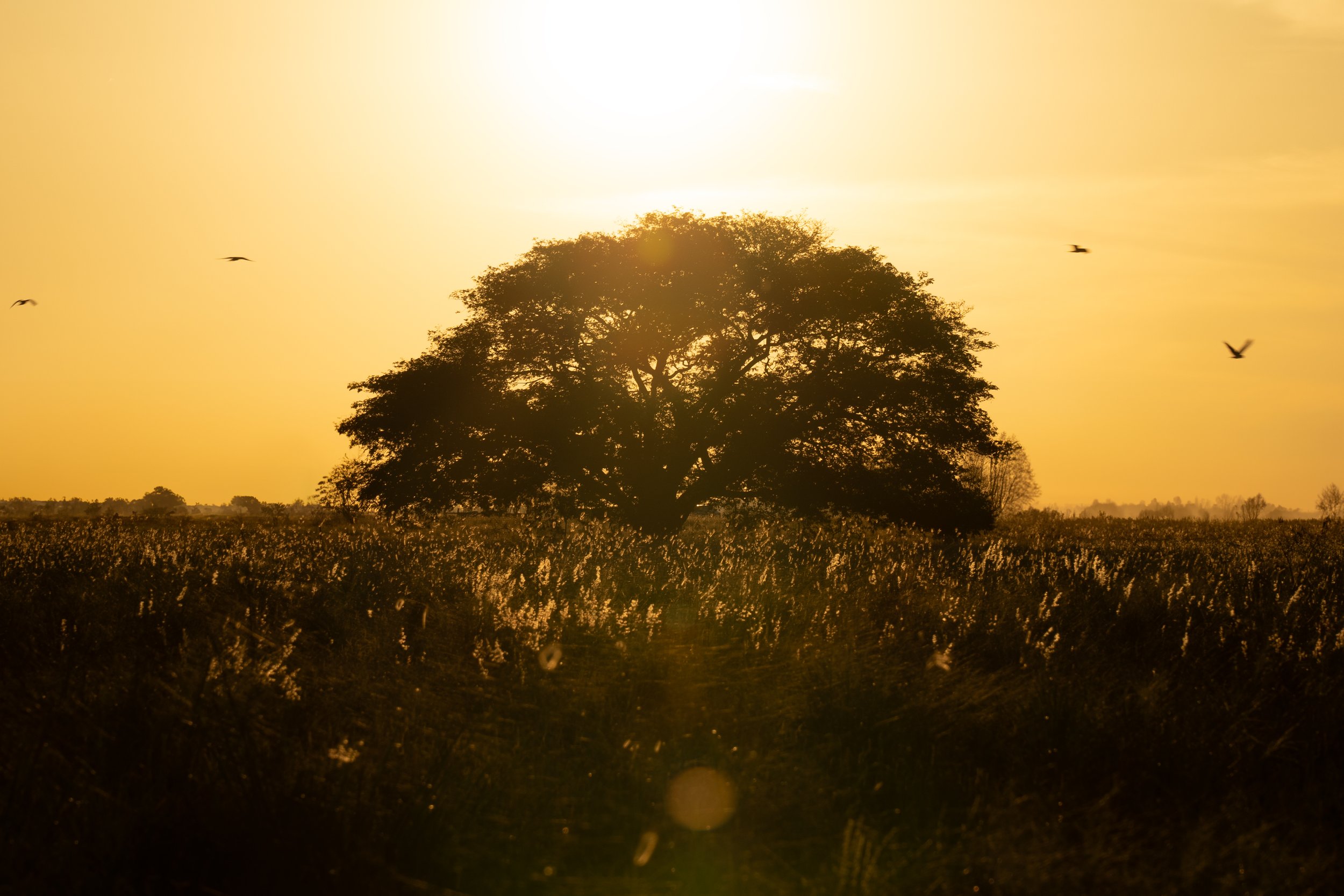 V5 The+Far+Away+Tree.jpg