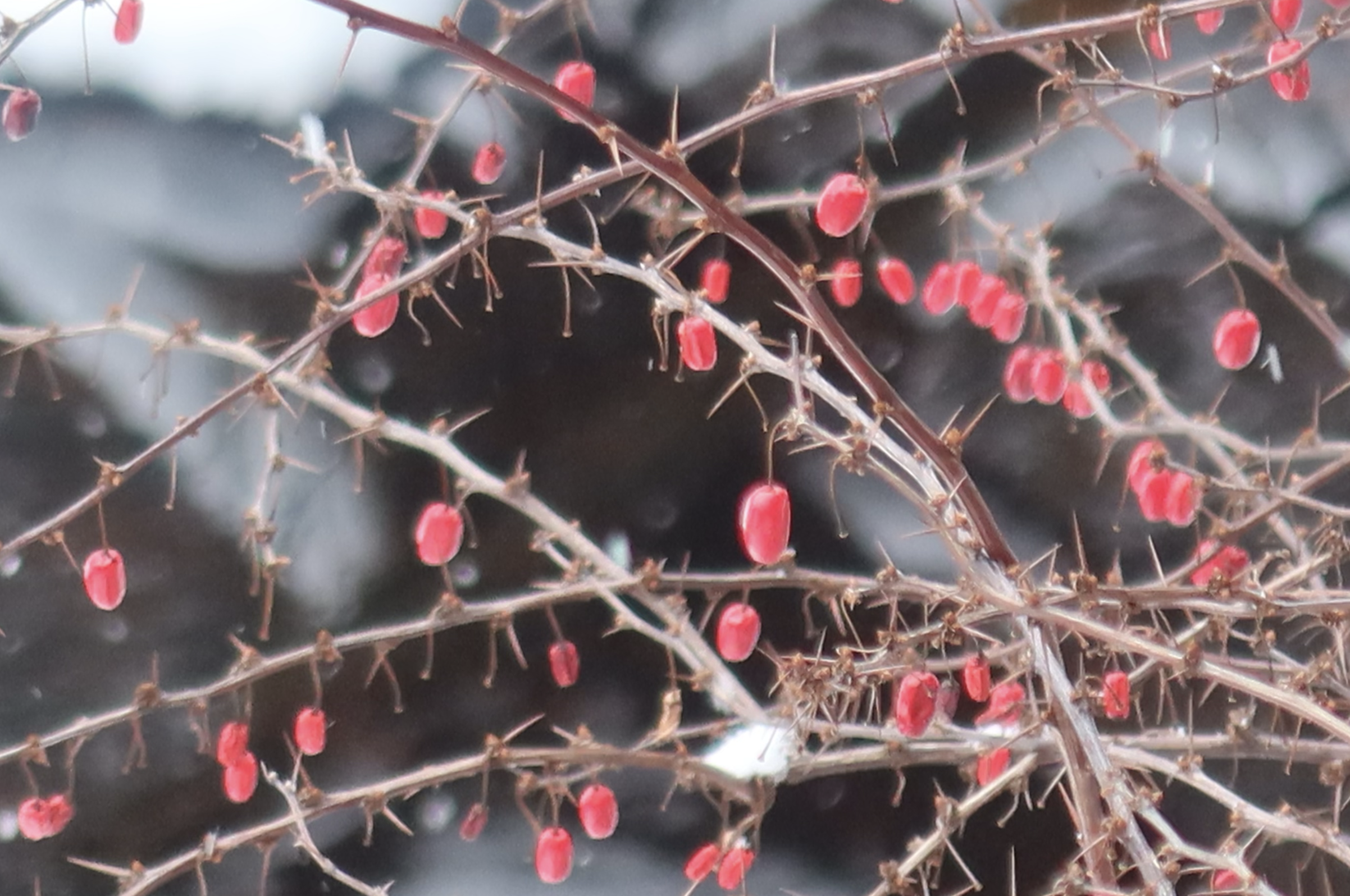 Screenshot 2025-02-27 at 12.56.36 PM.png