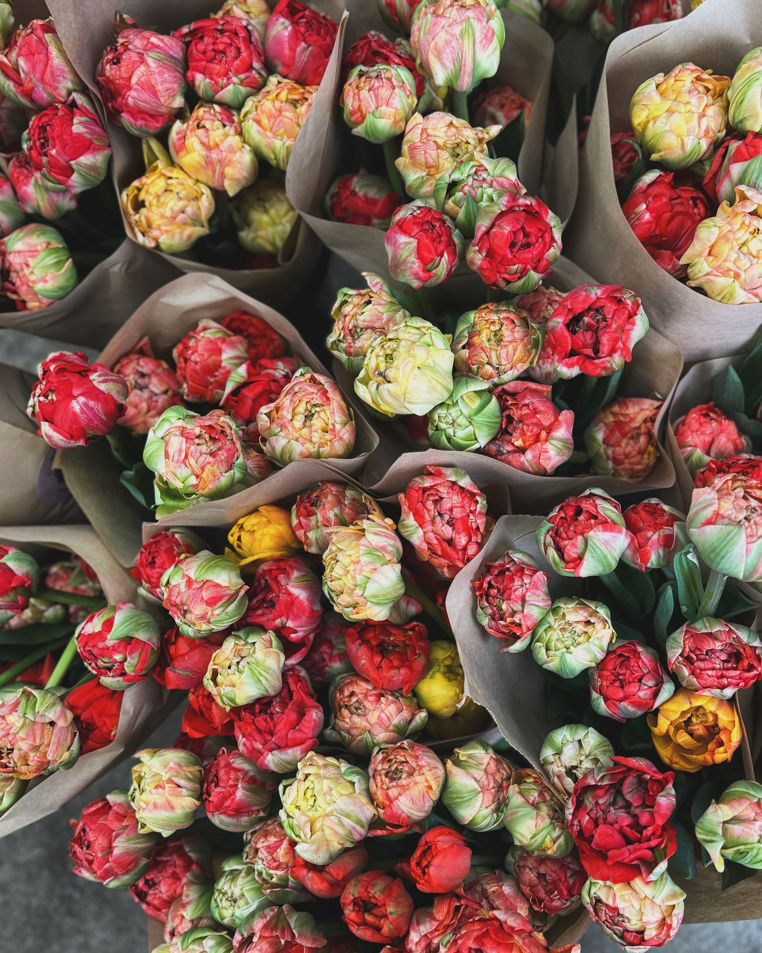 2025 Flower Share Tulip Bunch : ( 5 weeks , price is equal to 5 double size bunches )