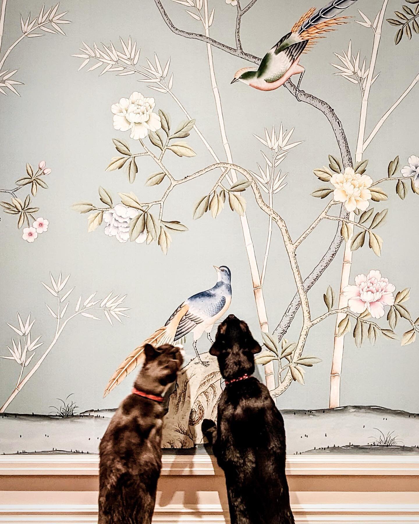 Yay even the cats 🐈 🐈&zwj;⬛ approve of the darling @degournay wallpaper 🐦 so glad you love it too @cinema15 🙌 now done with the bedroom, time to order some for the kitchen and 3rd floor 🦚 and yes, too bad the kitties are disappointed the hand pa