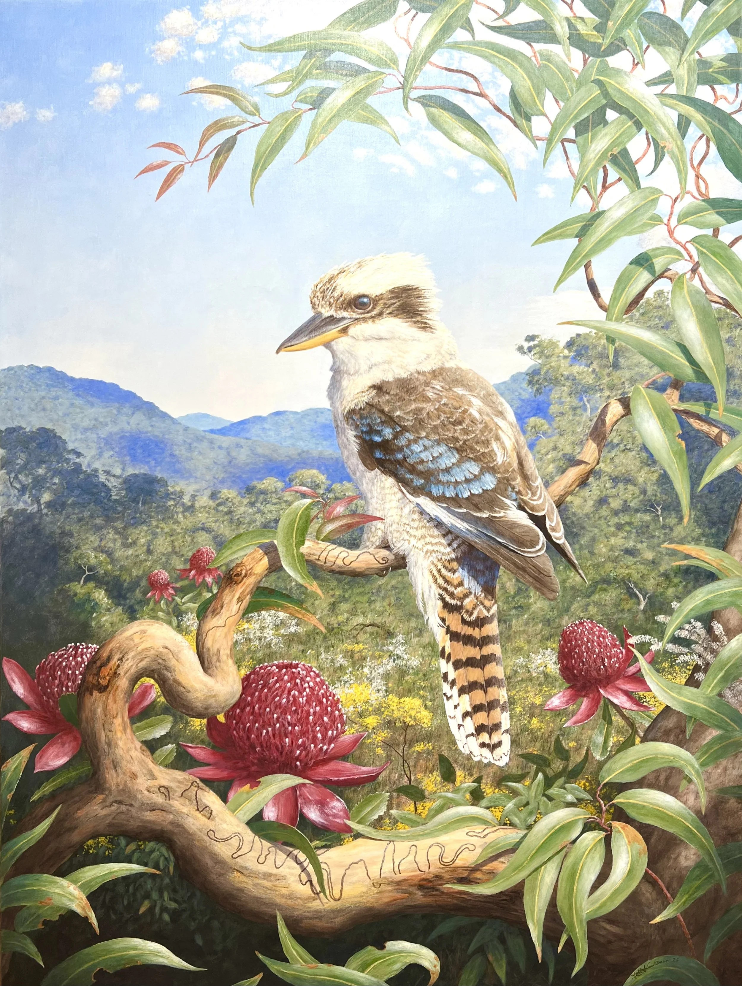 Falk Kautzner “Kookaburra”