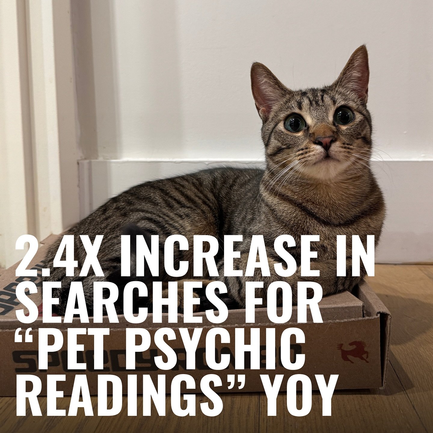 Pet parents are officially over the silent treatment. In a quest to understand their pets&rsquo; inner thoughts, they&rsquo;re turning to pet psychics from sources like TikTok and Etsy. Some say these sessions offer real insight into their pet&rsquo;