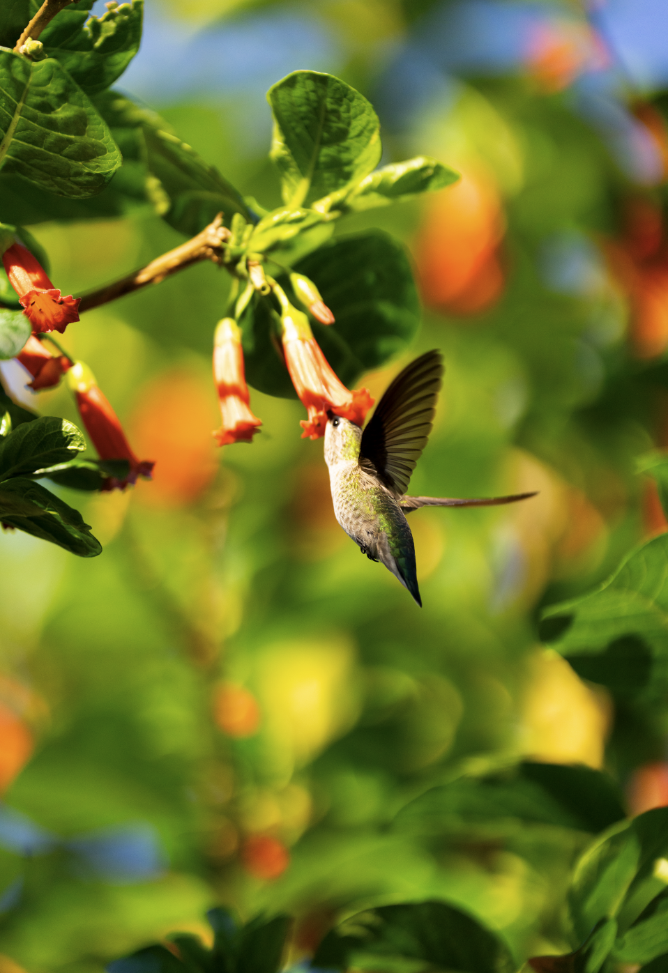 Screenshot 2026-03-02 at 4.32.16 PM.png