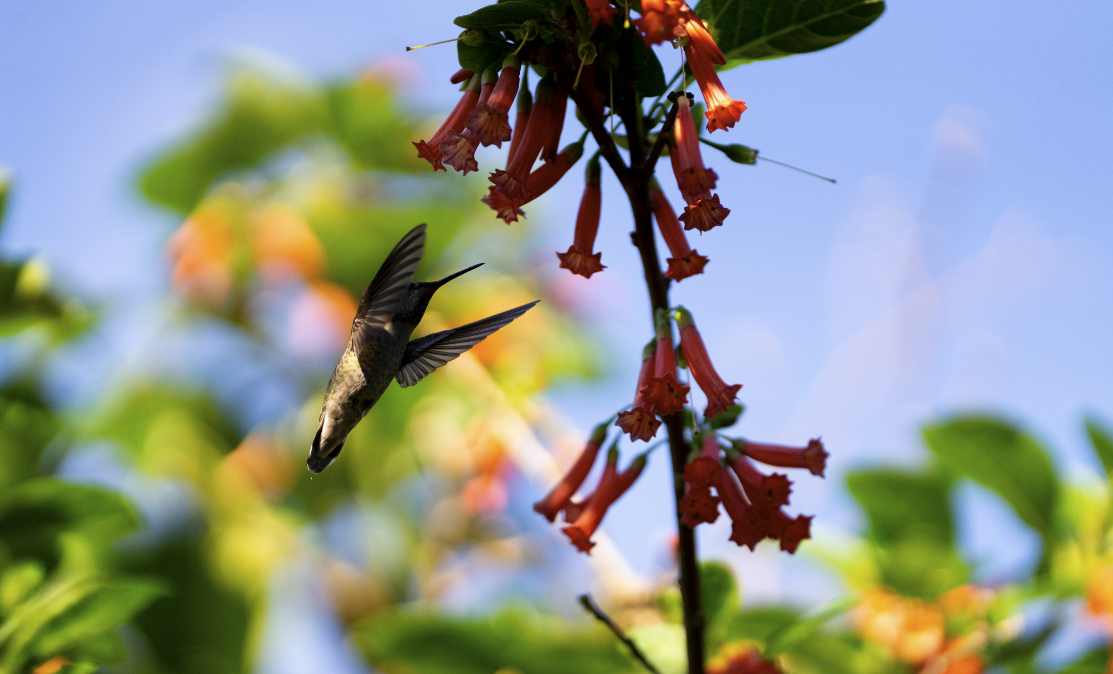 Hummingbirds