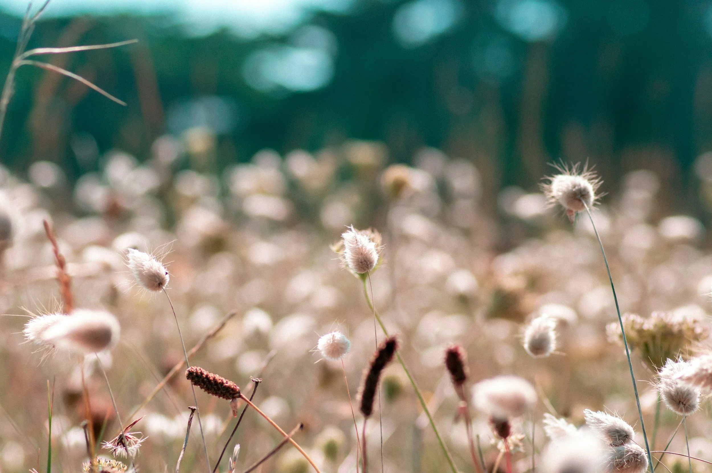 How to support seasonal allergies naturally