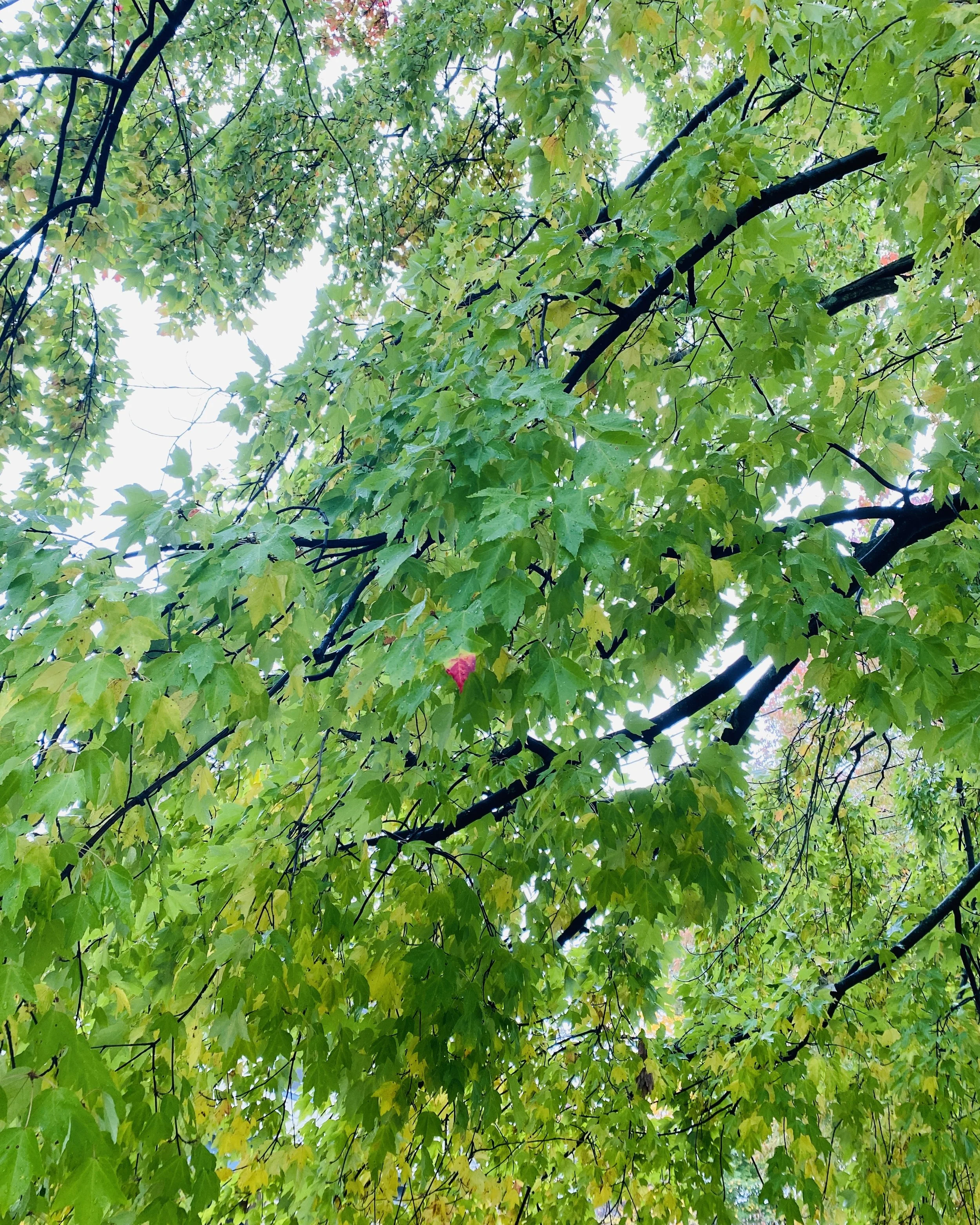 The Many Faces of Fear