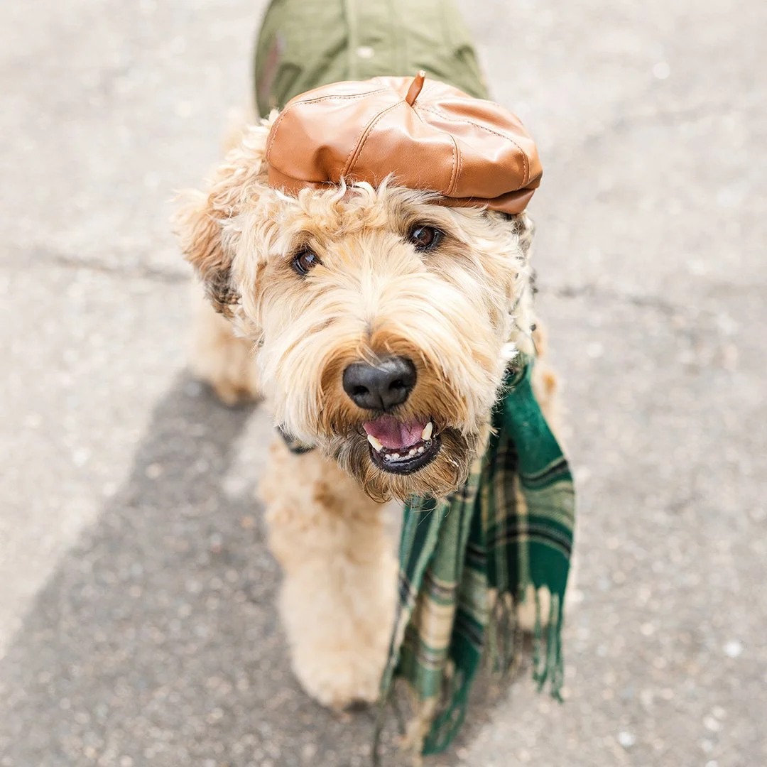 St. Patrick's Puppy Parade