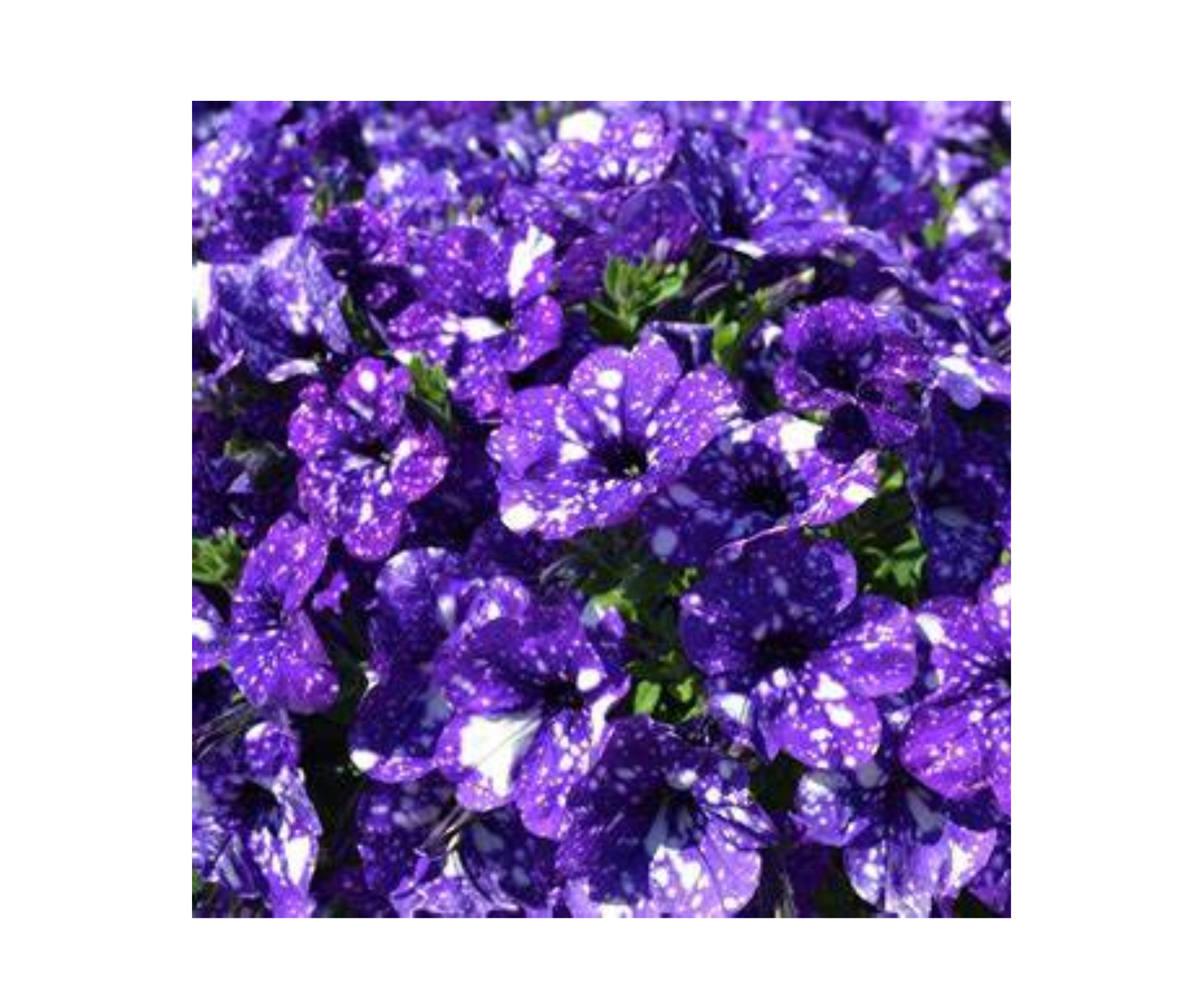 10 inch White Hanging Basket - Supertunia (4 Color Varieties)