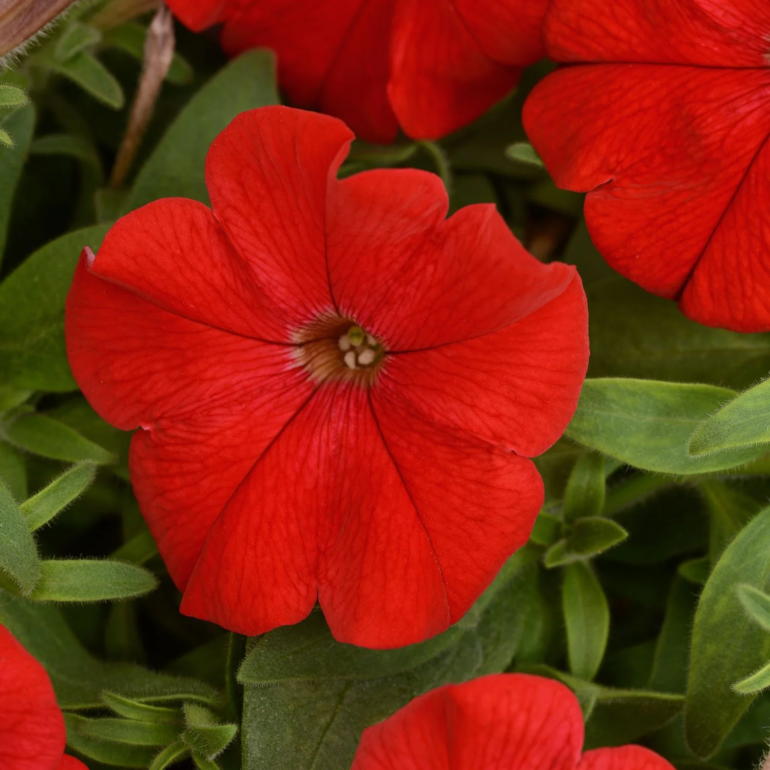 Flat Petunia (4 Varieties)