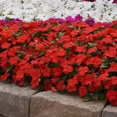 impatiens bright red.webp