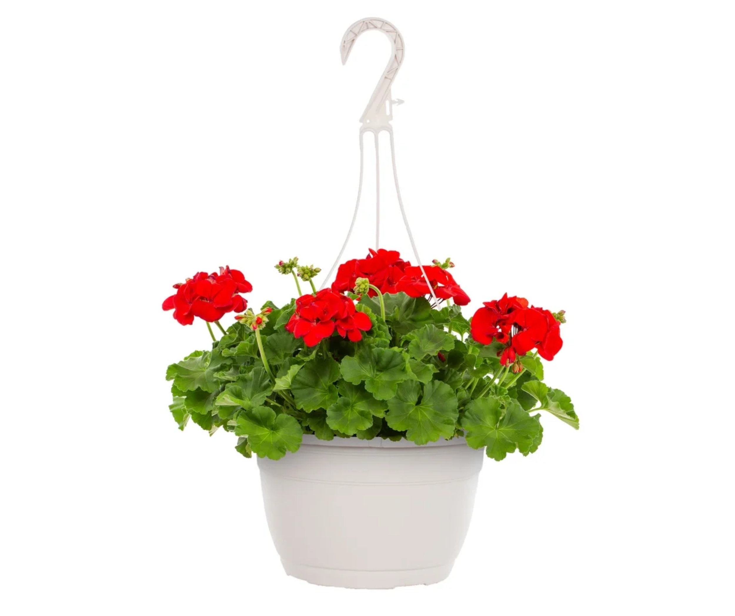 10 inch White Hanging Basket - Geraniums (3 Colors)