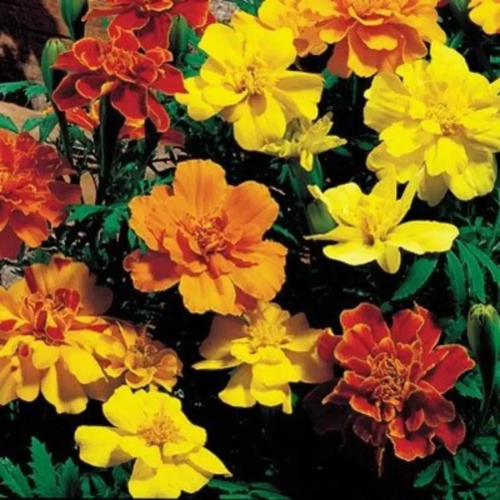 Flat Marigold (3 varieties)