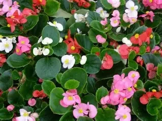 Begonia mix.webp