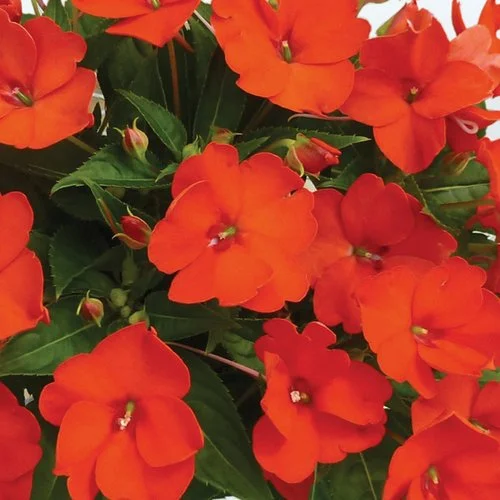13.5 inch Decorative Porch Pot - Sunpatiens (3 Varieties)