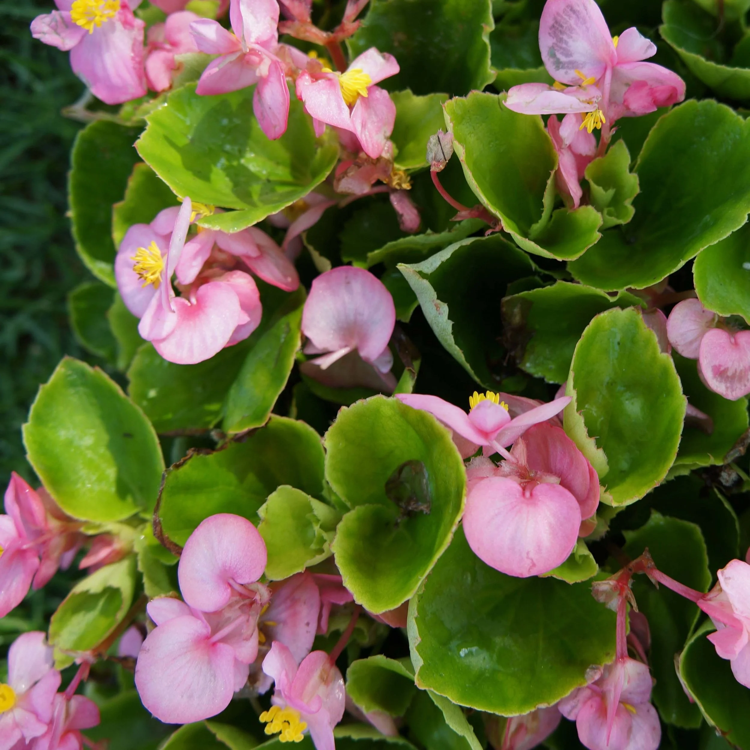 Flats Begonia Green Leaf (2 Varieties)