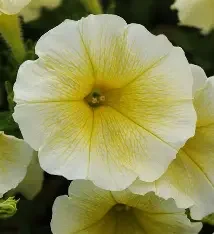 Wave Petunia - 4 inch (4 Varieties)