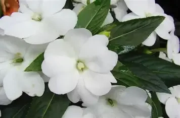 impatiens white.webp