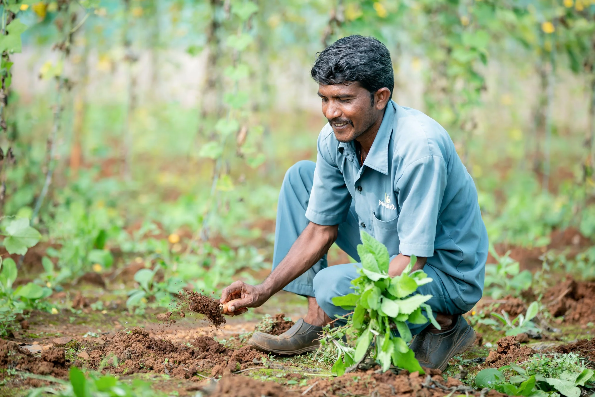 Harnessing the Power of Biochar for Global Soil Health and Beyond ...