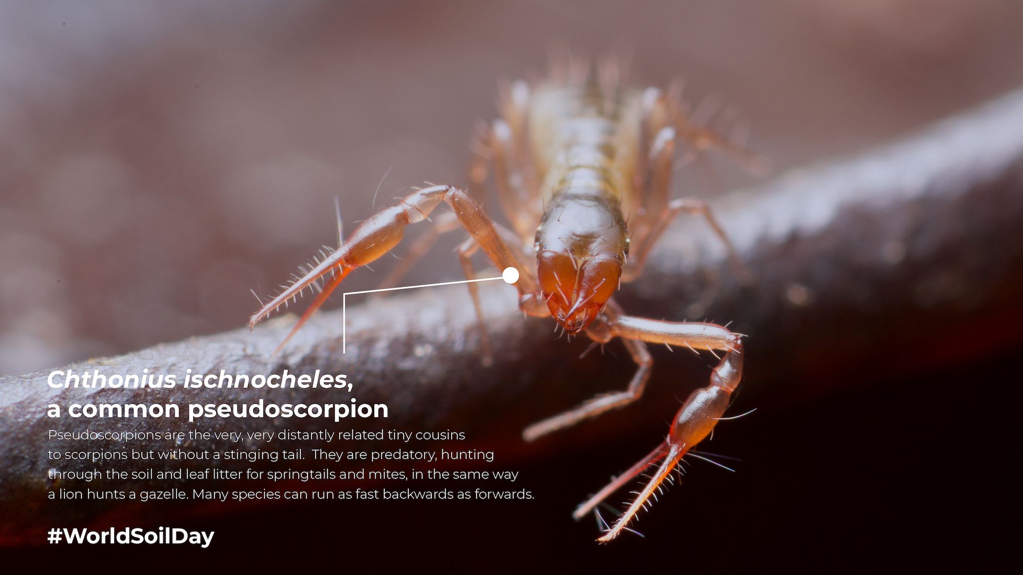 Soil Animals-03.png