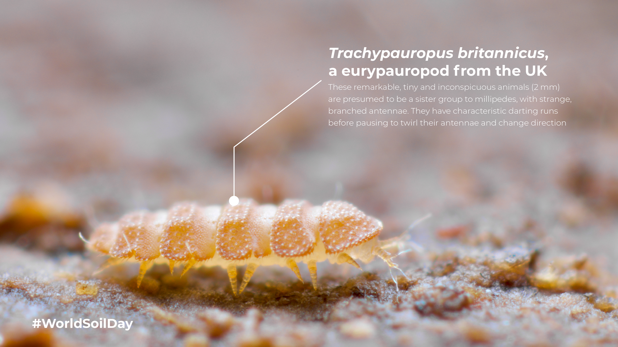 Soil Animals-05.png