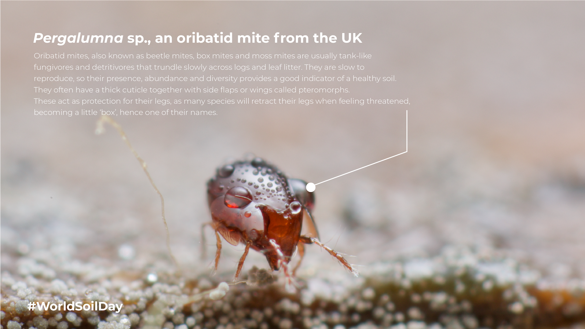 Soil Animals-08.png