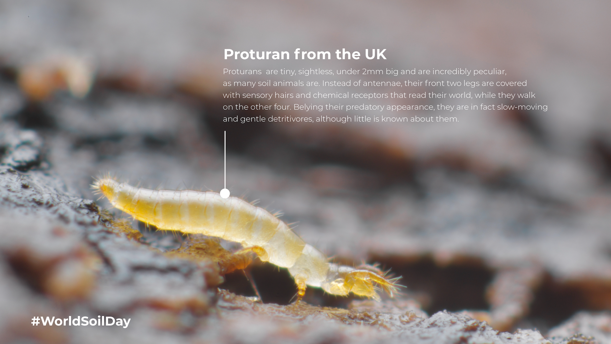 Soil Animals-09.png