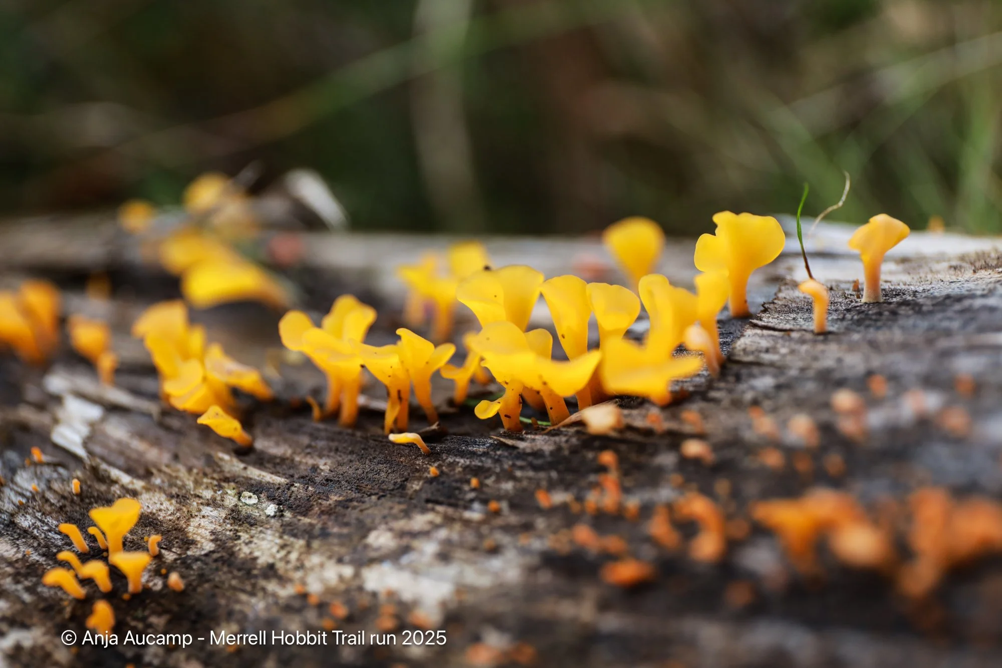 Hobbit2025 anja-23.jpg